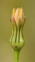 Urospermum picroides