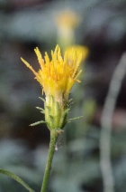 Aster breweri