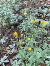 Aster breweri