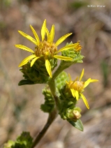 Pyrrocoma racemosa var. congesta