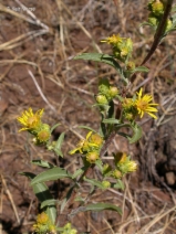 Pyrrocoma racemosa var. congesta
