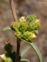 Pyrrocoma racemosa var. congesta