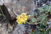 Eriogonum umbellatum var. modocense