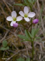 Cardamine nuttallii var. gemmata