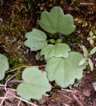 Cardamine nuttallii var. gemmata