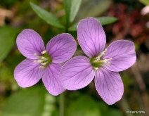 Cardamine nuttallii var. gemmata