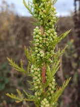 Artemisia biennis