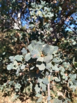 Quercus xjolonensis