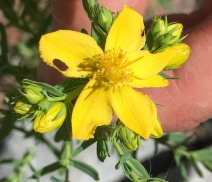 Hypericum perforatum