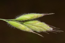 Bromus hordeaceus