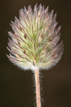 Trifolium arvense