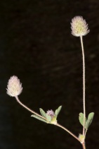 Trifolium arvense
