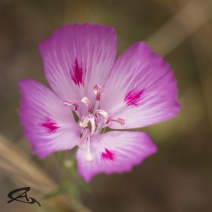 Clarkia amoena