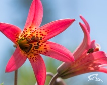 Lilium bolanderi