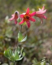Lilium bolanderi