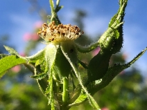 Rosa rubiginosa
