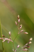 Agrostis gigantea