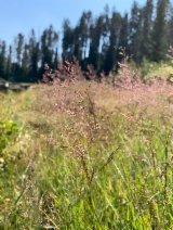 Agrostis gigantea