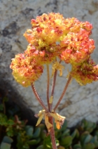Eriogonum umbellatum var. argus