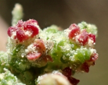Chenopodium berlandieri var. sinuatum