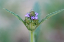 Verbena litoralis