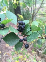 Crataegus douglasii