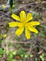 Lapsana communis