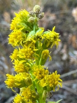 Solidago canadensis