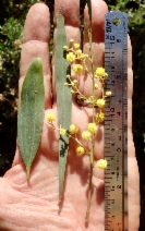 Acacia retinodes - Calflora