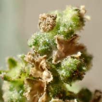 Oxybasis rubra