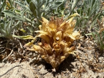 Aphyllon californicum ssp. condensum