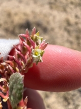 Calyptridium monandrum