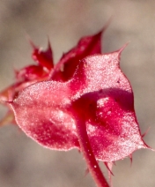 Mucronea perfoliata