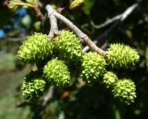 Alnus rhombifolia