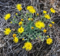 Heterotheca grandiflora