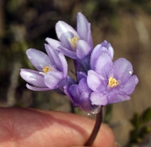 Dipterostemon capitatus ssp. capitatus [Dichelostemma capitatum ssp. capitatum]