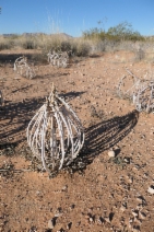 Oenothera deltoides