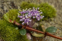 Ceanothus pumilus