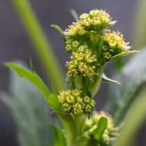 Sanicula crassicaulis