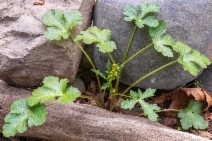 Sanicula crassicaulis