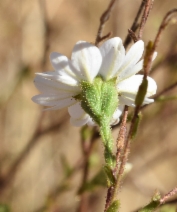 Hemizonia congesta ssp. luzulifolia