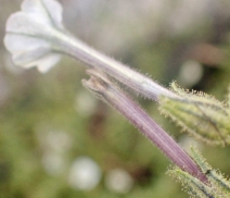 Nicotiana acuminata var. multiflora