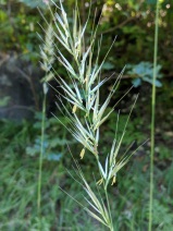 Stipa stillmanii