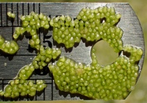 Wolffia columbiana
