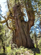 Calocedrus decurrens
