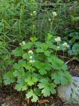 Boykinia major