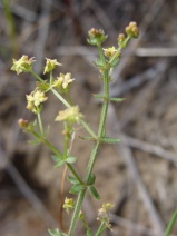Galium nuttallii ssp. nuttallii
