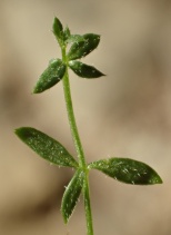 Galium nuttallii ssp. nuttallii