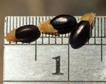Acacia longifolia
