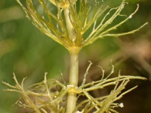 Ceratophyllum demersum